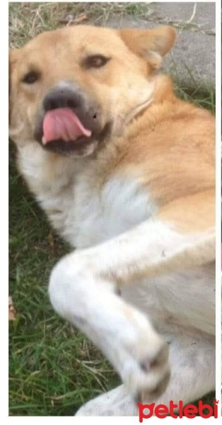 Sokö (Sokak Köpeği), Köpek  Cako fotoğrafı