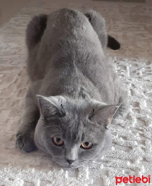 British Shorthair, Kedi  DUMAN fotoğrafı
