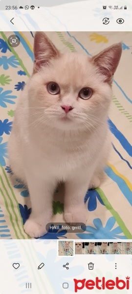 British Shorthair, Kedi  Mia fotoğrafı
