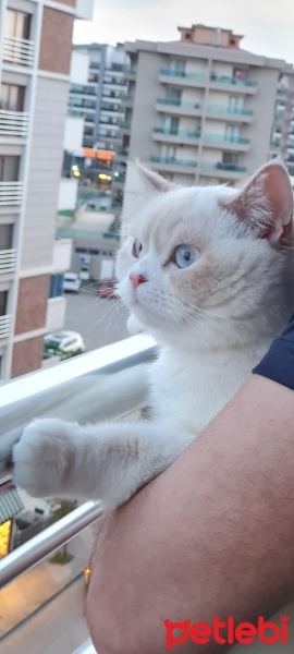 British Shorthair, Kedi  Mia fotoğrafı