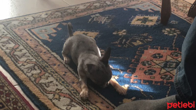 Chihuahua, Köpek  Talya fotoğrafı