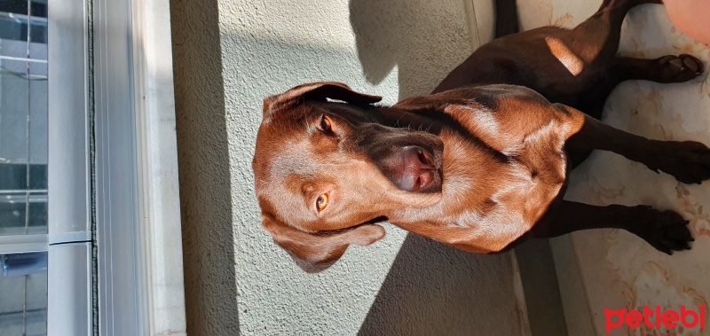Labrador Retriever, Köpek  Reksi fotoğrafı