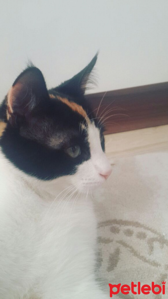 Tekir Kedi, Kedi  Yumoş fotoğrafı