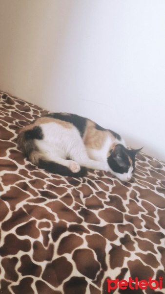 Tekir Kedi, Kedi  Yumoş fotoğrafı