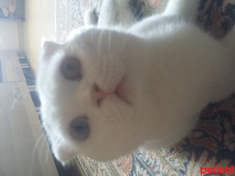 Scottish Fold, Kedi  Casper fotoğrafı