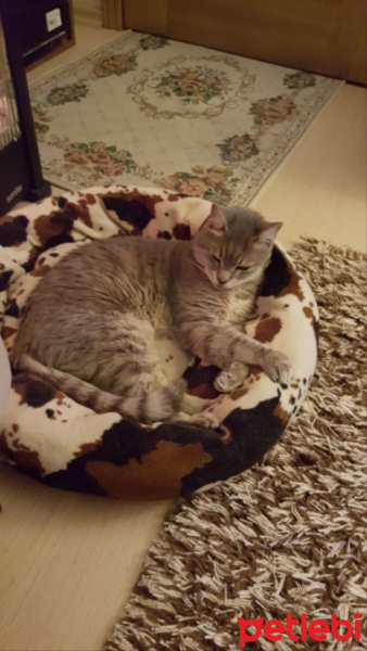 Tekir Kedi, Kedi  paşa fotoğrafı