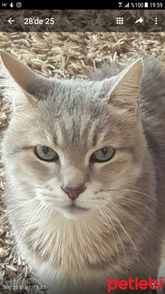 Tekir Kedi, Kedi  paşa fotoğrafı