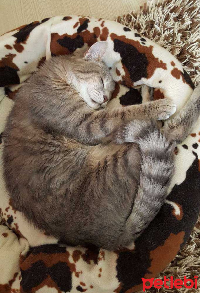 Tekir Kedi, Kedi  paşa fotoğrafı