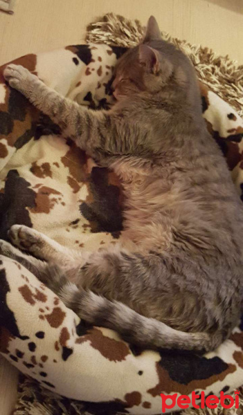 Tekir Kedi, Kedi  paşa fotoğrafı