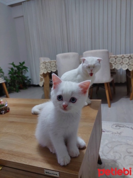 British Shorthair, Kedi  Çiko fotoğrafı