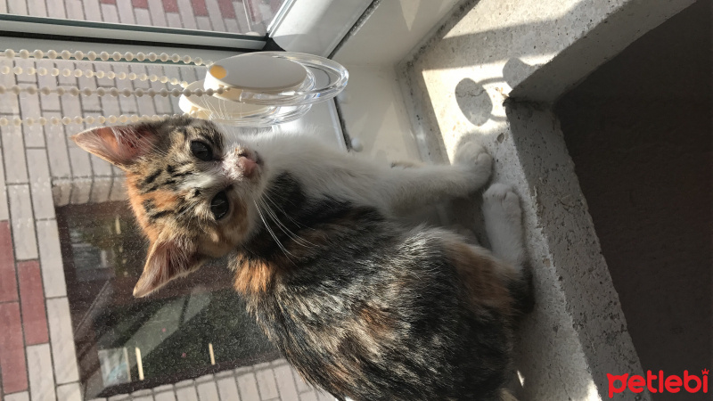 Tekir Kedi, Kedi  Şeffali fotoğrafı