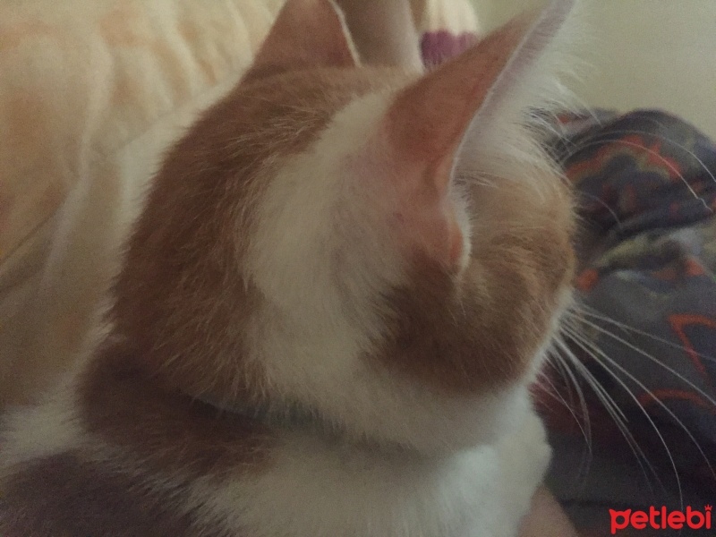 Tekir Kedi, Kedi  Karamel fotoğrafı