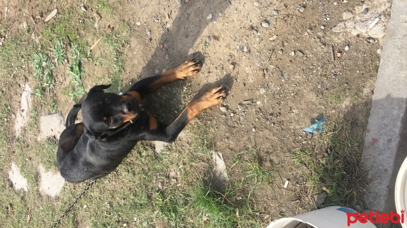 Tekir Kedi, Kedi  Karamel fotoğrafı