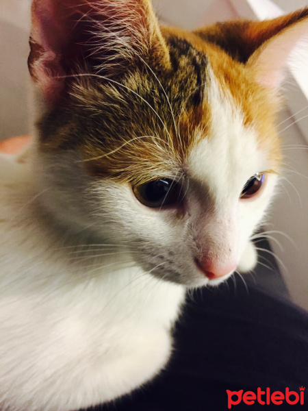 Tekir Kedi, Kedi  Pamuk fotoğrafı