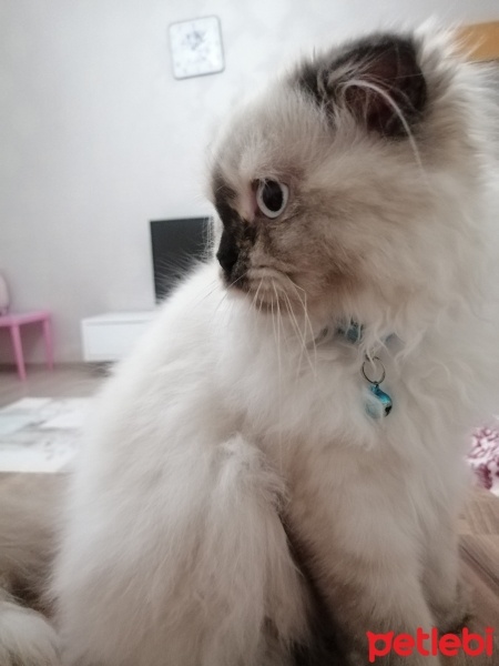 Scottish Fold, Kedi  Köpük fotoğrafı
