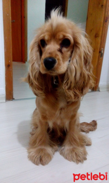 Amerikan Cocker Spaniel, Köpek  Saşa fotoğrafı