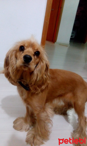 Amerikan Cocker Spaniel, Köpek  Saşa fotoğrafı
