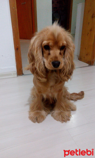 Amerikan Cocker Spaniel, Köpek  Saşa fotoğrafı