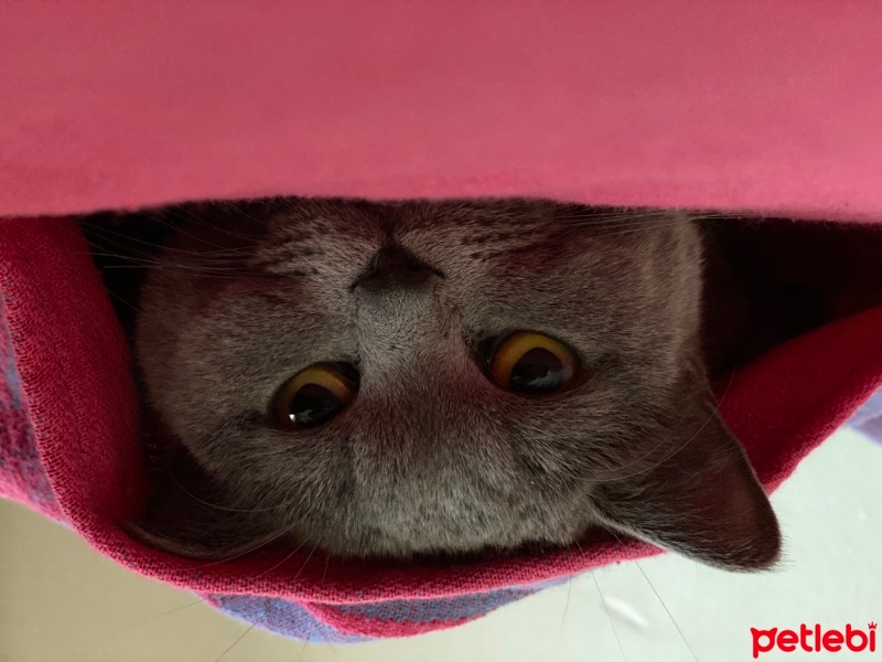 British Shorthair, Kedi  Gece fotoğrafı