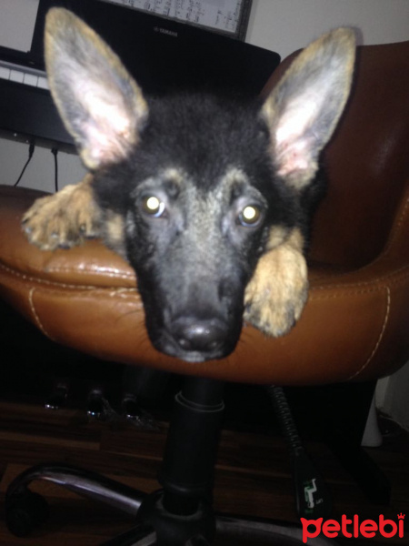 Alman Çoban Köpeği, Köpek  Kurt fotoğrafı