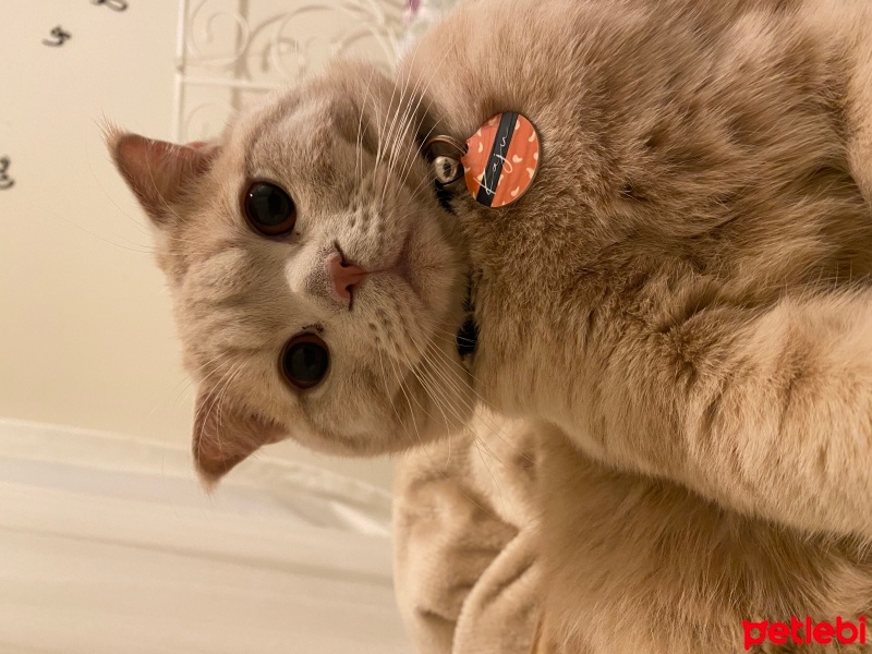 Scottish Fold, Kedi  Kaju fotoğrafı