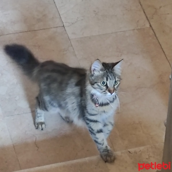 Tekir Kedi, Kedi  Venüs fotoğrafı