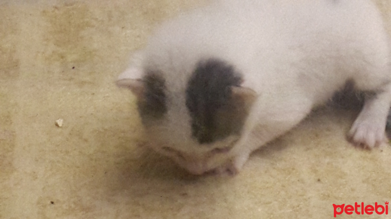 Tekir Kedi, Kedi  minnoş fotoğrafı