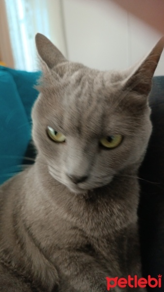 Mavi Rus, Kedi  Duman fotoğrafı
