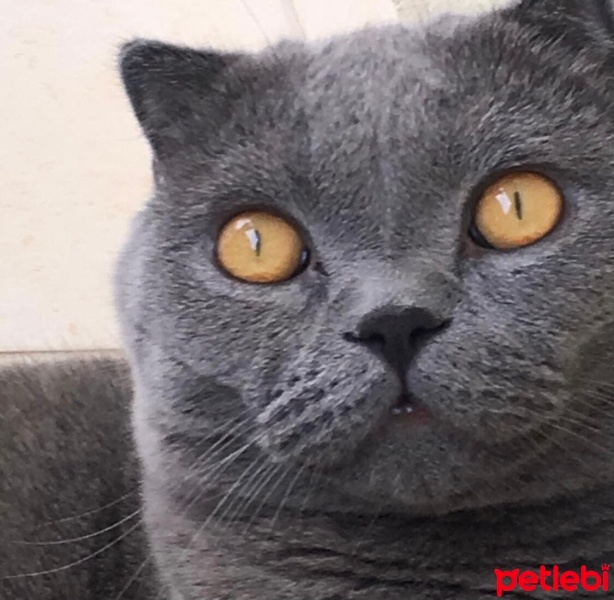 Scottish Fold, Kedi  Zeus fotoğrafı