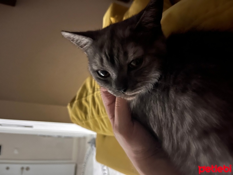 British Shorthair, Kedi  Duman fotoğrafı