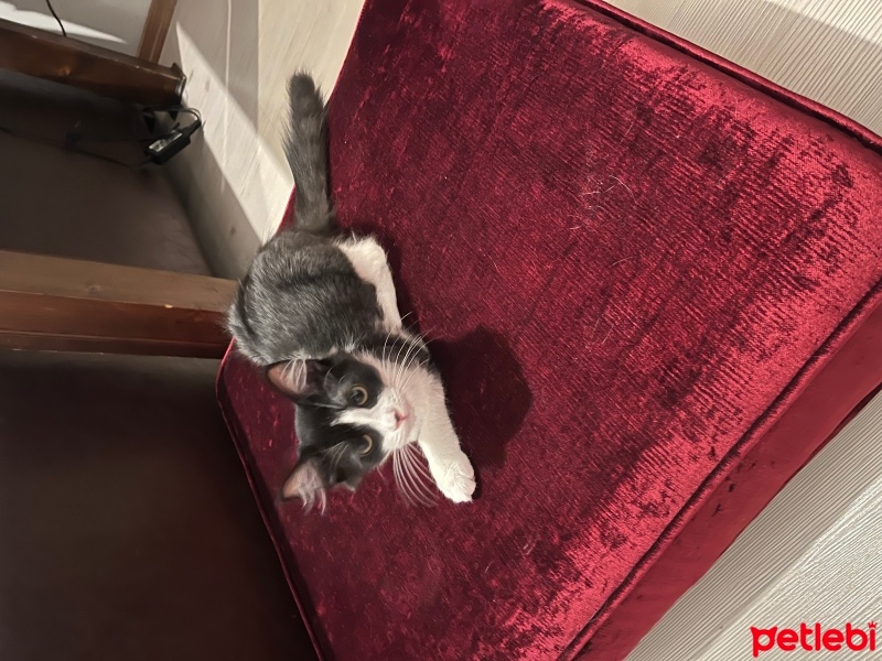 Tekir Kedi, Kedi  Umay fotoğrafı