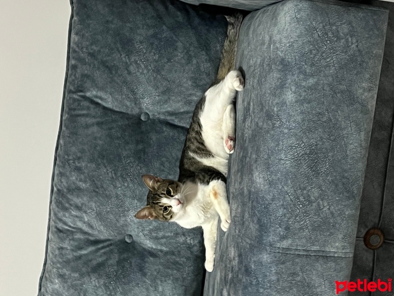 Tekir Kedi, Kedi  Cesur fotoğrafı
