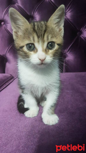 Tekir Kedi, Kedi  BONCUK fotoğrafı