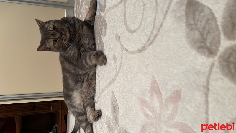 British Shorthair, Kedi  Bulut fotoğrafı