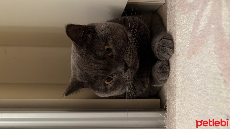 British Shorthair, Kedi  Duman fotoğrafı
