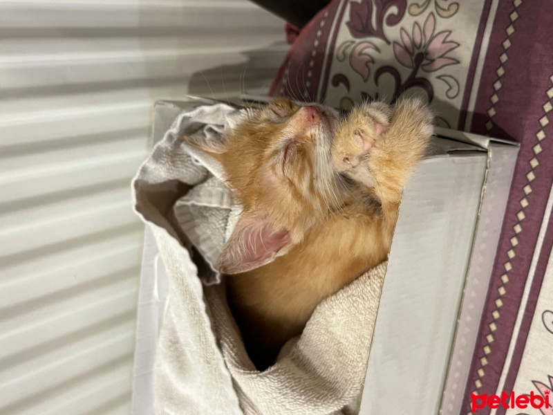 Sarman, Kedi  Şeftali fotoğrafı