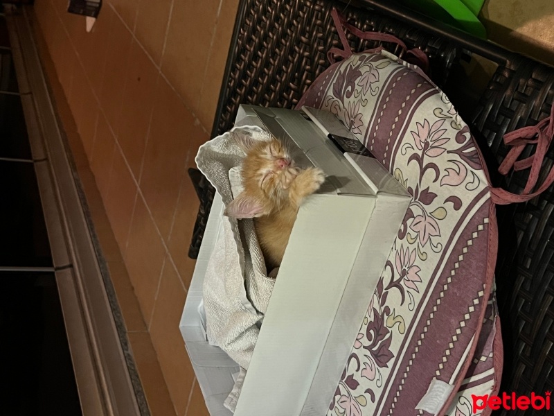 Sarman, Kedi  Şeftali fotoğrafı