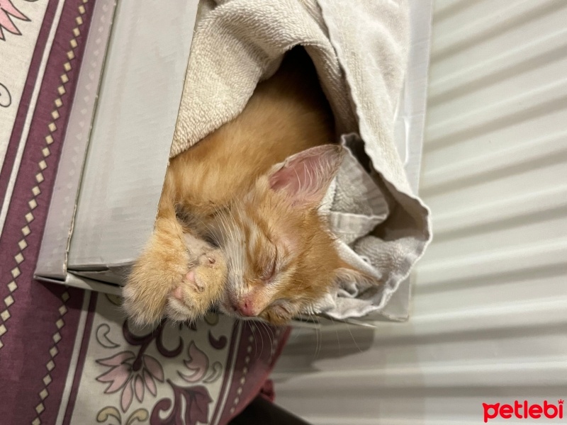 Sarman, Kedi  Şeftali fotoğrafı