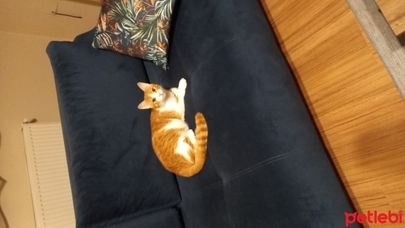 Tekir Kedi, Kedi  Minik fotoğrafı