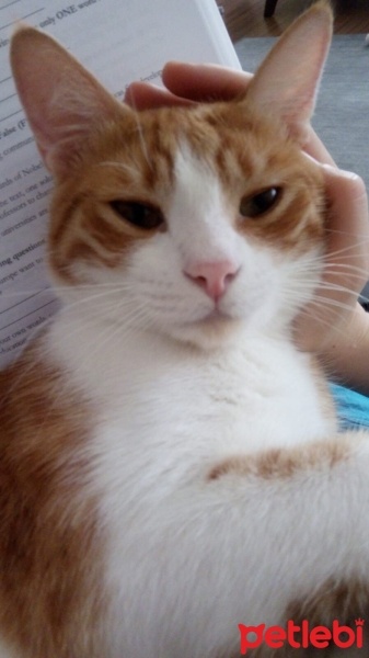 Tekir Kedi, Kedi  Minik fotoğrafı