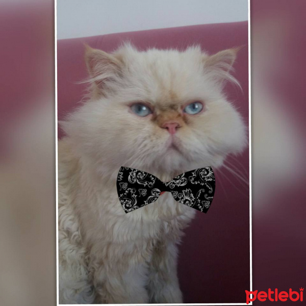 İran Kedisi (Persian), Kedi  paspas fotoğrafı