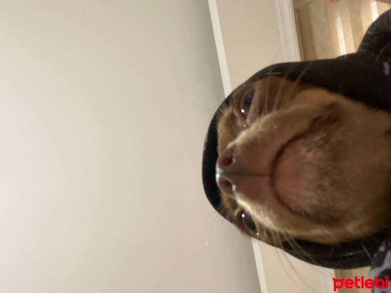 Chihuahua, Köpek  Kuki fotoğrafı