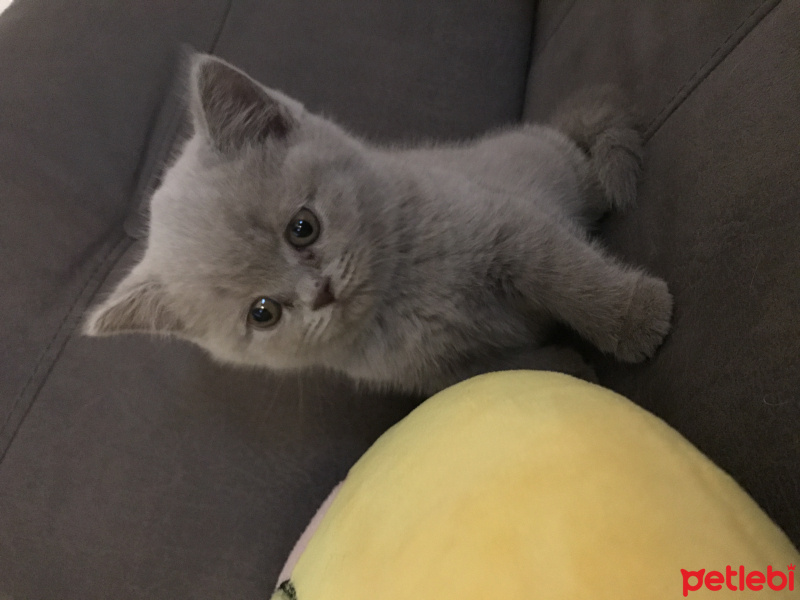 British Shorthair, Kedi  Paşa fotoğrafı