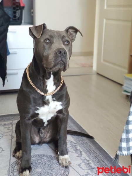 Amerikan Staffordshire Terrier, Köpek  HECTOR fotoğrafı