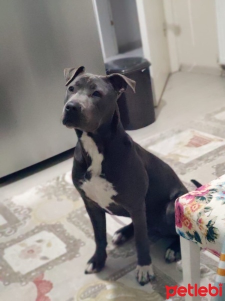 Amerikan Staffordshire Terrier, Köpek  HECTOR fotoğrafı