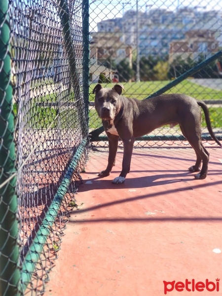 Amerikan Staffordshire Terrier, Köpek  HECTOR fotoğrafı