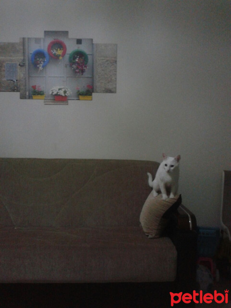 Van Kedisi, Kedi  Bebe fotoğrafı