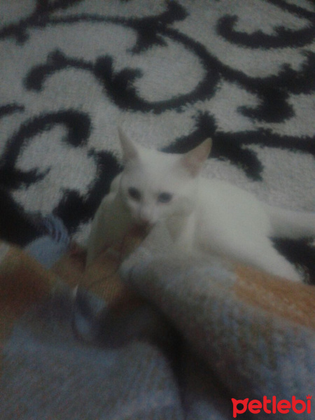 Van Kedisi, Kedi  Bebe fotoğrafı