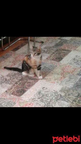 Tekir Kedi, Kedi  Alya fotoğrafı