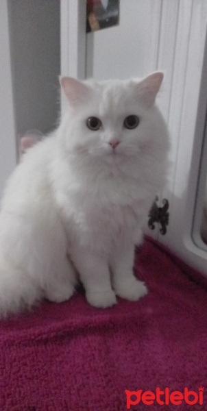 British Longhair, Kedi  Kontes fotoğrafı